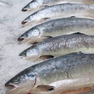 SALMON